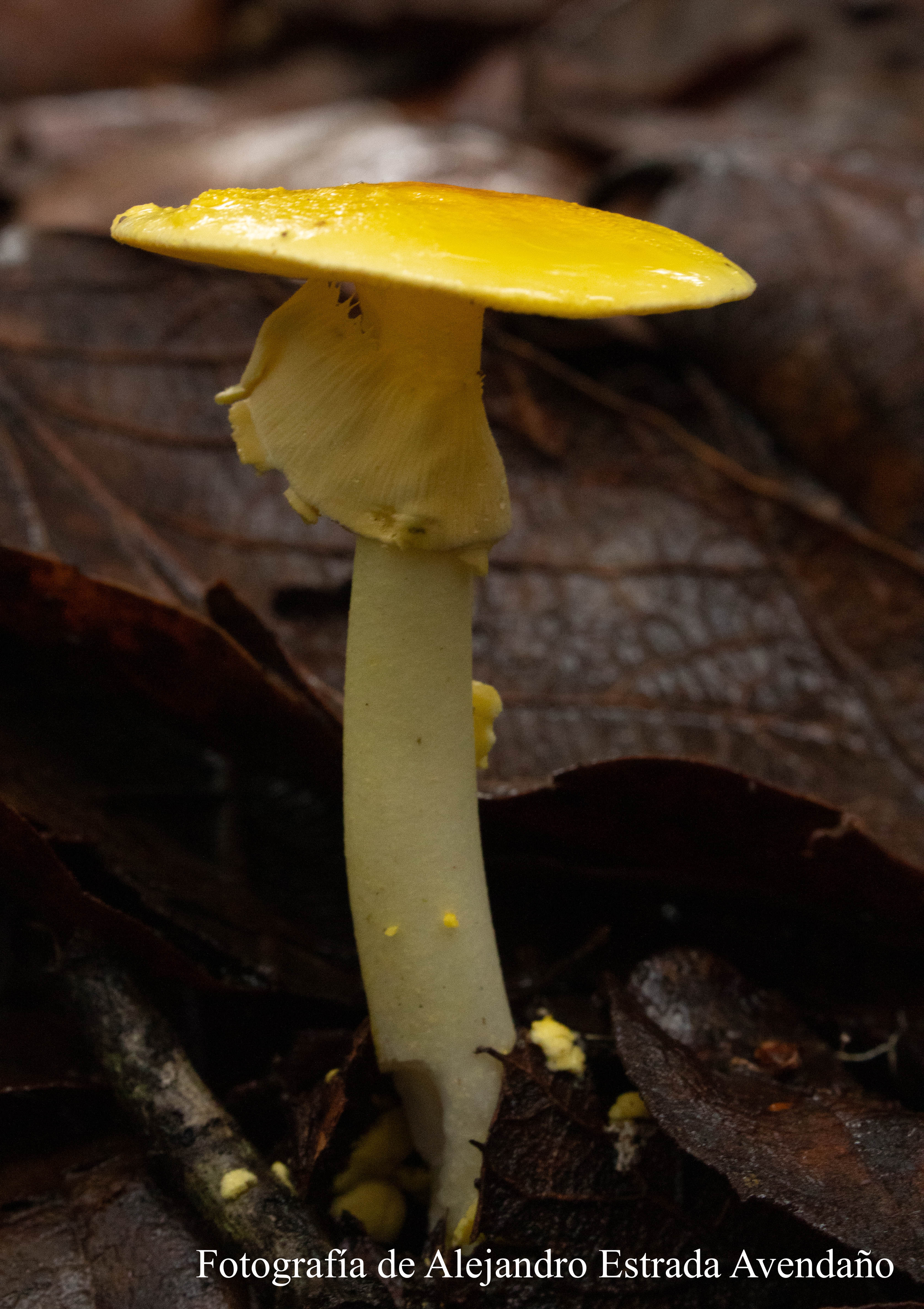 Amanita aff elongata