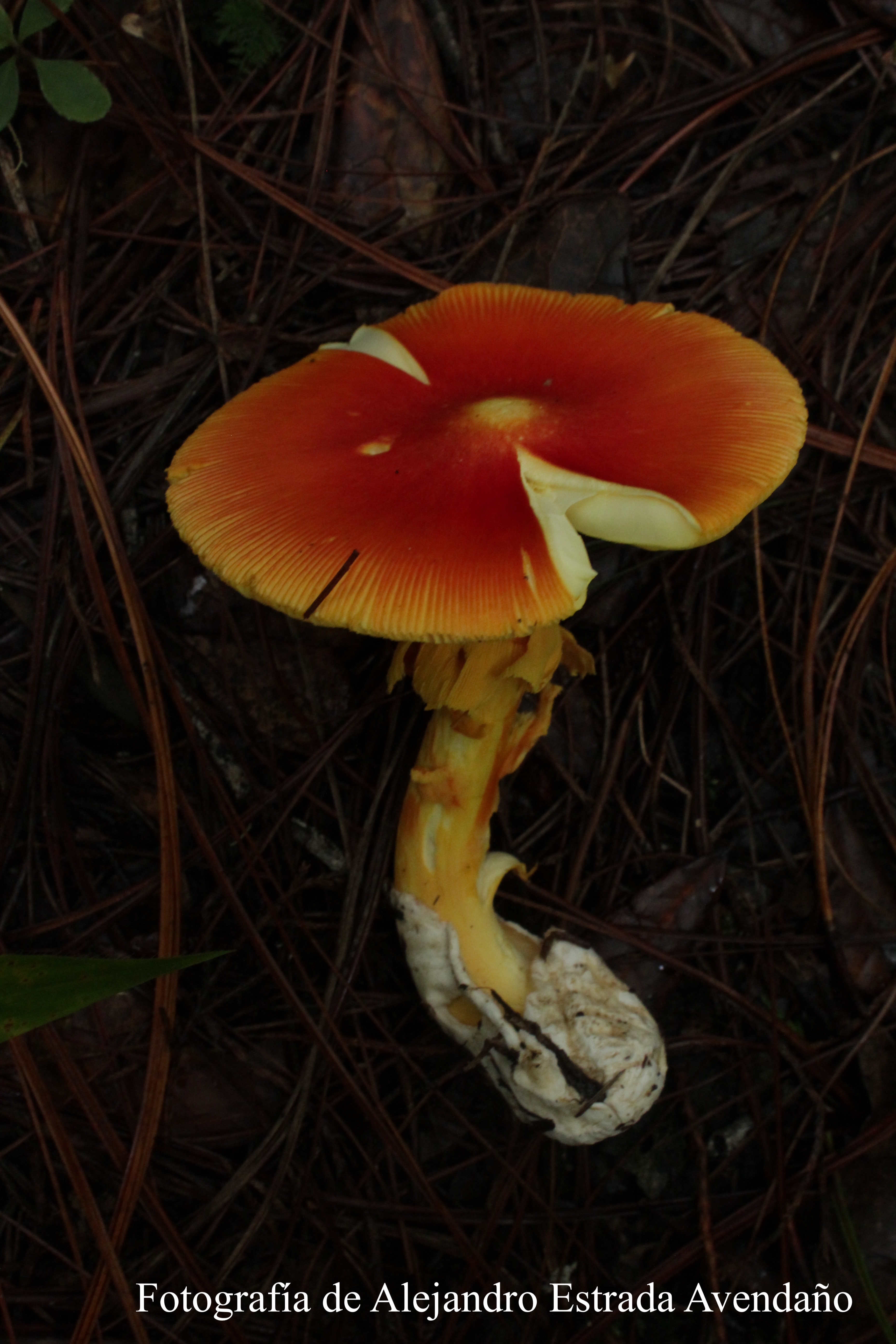 Amanita aff jacksonii