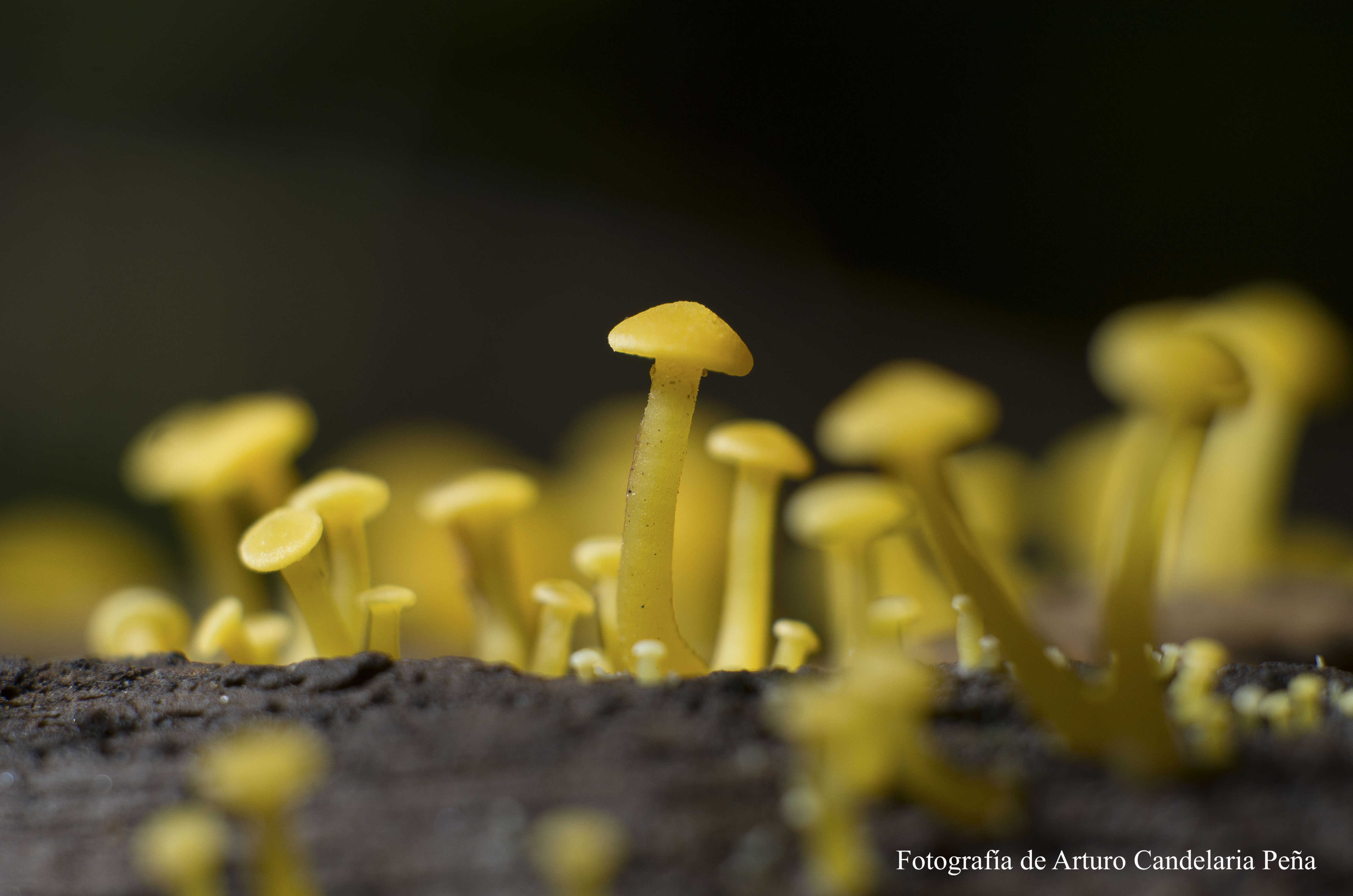 Copia de _DSC2580